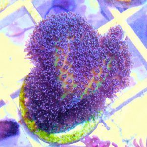 Nido de pájaro Ave del paraíso