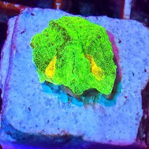 Pectinia Space Invader