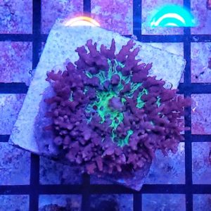 Hongo peludo invertido