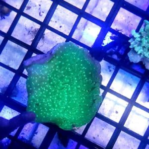 Montipora verde plato