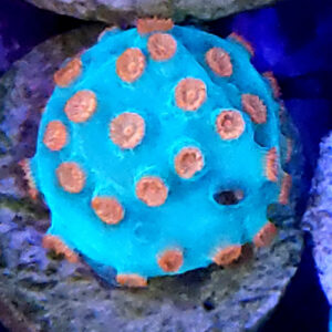 Cypastrea meteor shower