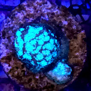 Leptoseris Frankenstein