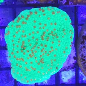 Montipora Red Hot Chili peper