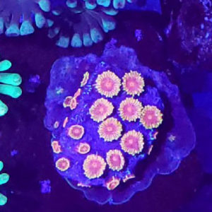 Cypastrea Jason Fox bizarro