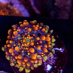 Ricordea Yuma naranja