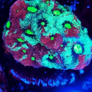 Favia War Coral grafted