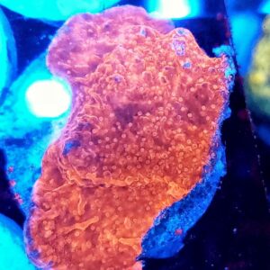 Montipora Capricornis Plato
