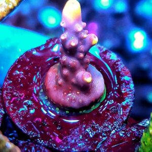 Acropora Flame