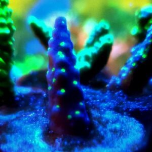 Acropora NightStalker