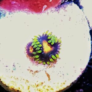 zoas bob esponja