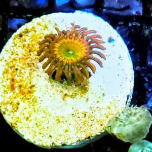 zoa sunny