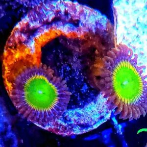 zoas