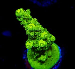 Acropora Banana Table