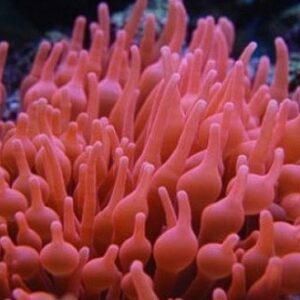 Anemona Burbuja Grande inferno