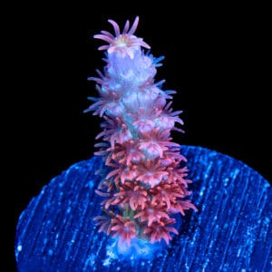 Acropora Tenuis Cherry  Boom