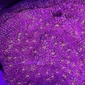 Chalice Gold Meister