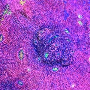 Chalice Pink Boobies