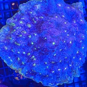 Chalice Purple Monster