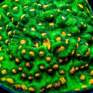 Chalice Raja Rampage