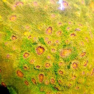 Chalice Space Invader