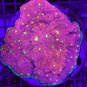 Chalice Pink Watermelon