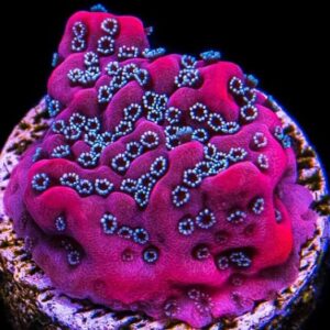 Montipora Dragon fruit