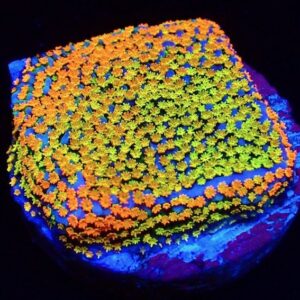 Montipora Rainbown