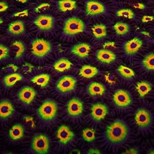 Zoanthus Bob Marley 10-20P