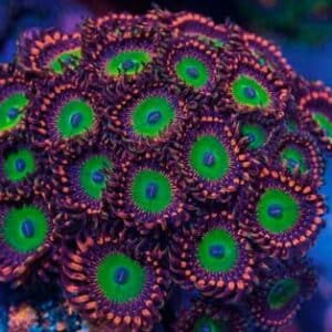 Zoanthus Candy Apple 2p