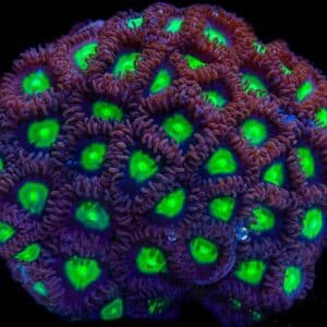 Zoanthus Incredible hulk 5p