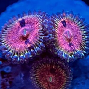 Zoanthus Kamikaze Kush 2p