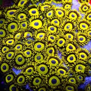 Zoanthus Lakers 10-20p
