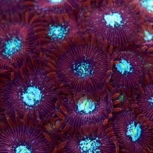 Zoanthus Magician 2P