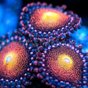 Zoanthus Mohawk 5-7p