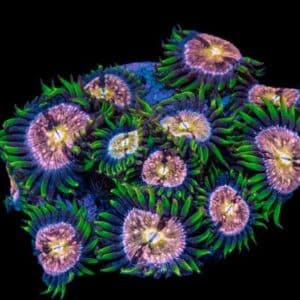 Zoanthus Nirvana 5-7P