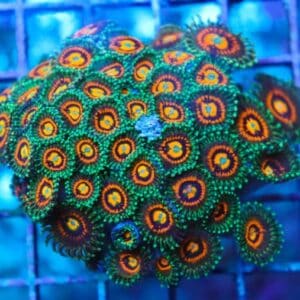 Zoanthus Rainbow Incinerator 5p