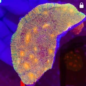 Chalice inferno colonia