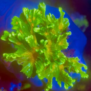 Pectinia Space invader